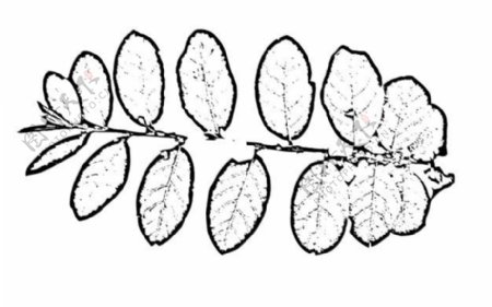 全球首席大百科水墨黑白笔刷叶子树叶叶脉脉络标本纹理拓印