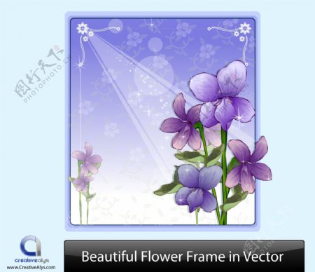 漂亮的紫色花的框架背景