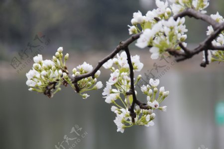 樱花图片