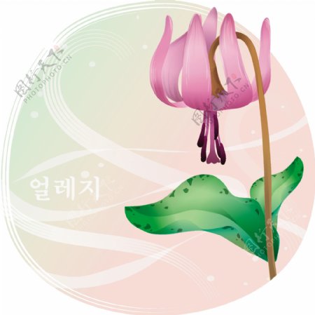 韩国水仙插画