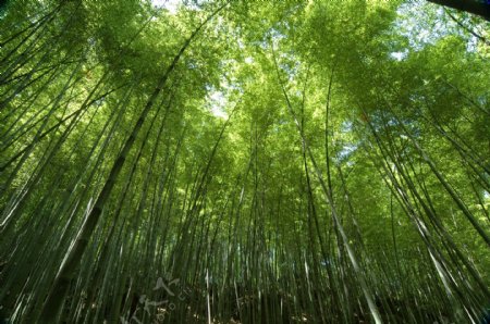楠竹竹林图片