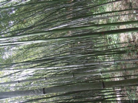 竹海图片