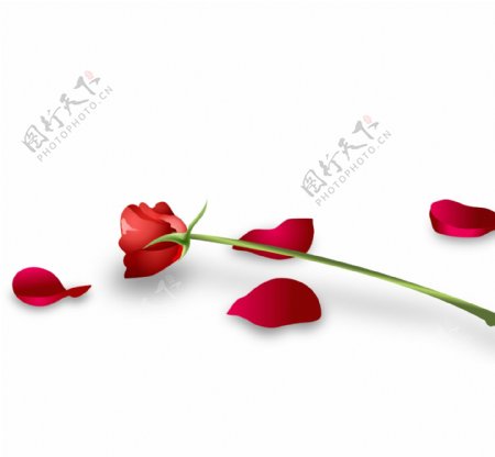 玫瑰设计花瓣高清图片素材