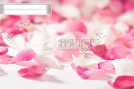 白玫瑰粉红玫瑰花瓣图片素材