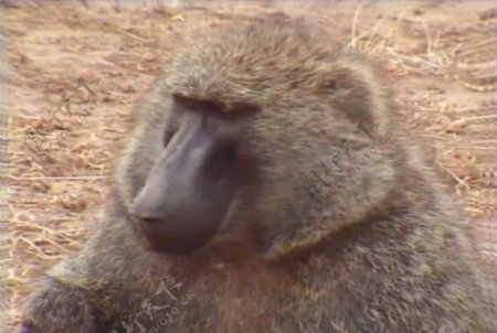 猴子活动视频频素材模板下载