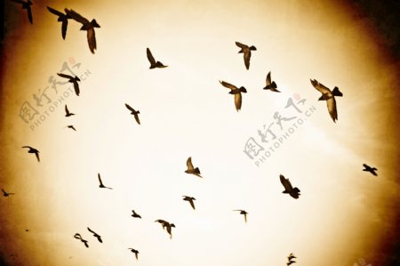 群鸟飞翔图片
