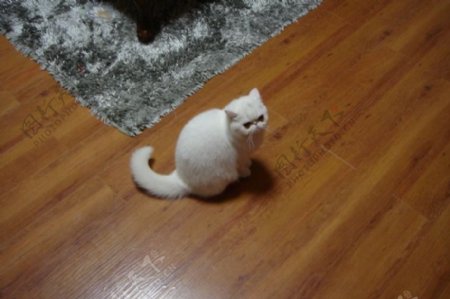 波斯猫加菲猫异国短毛