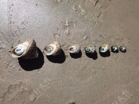 大中小排列的貝殼