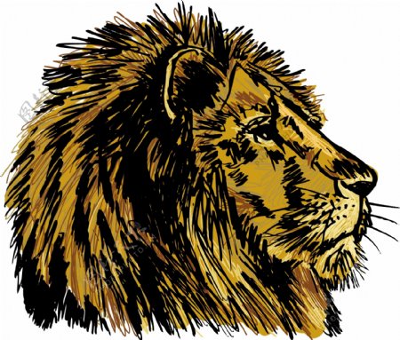 一个大的雄性非洲狮插画矢量图