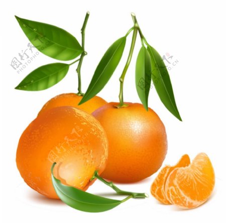 新鲜橘子设计矢量素材