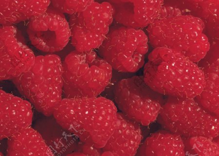 摘好的草莓预售的新鲜草莓