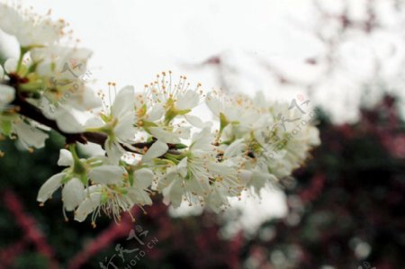 位图写实花卉植物花朵小桃花免费素材