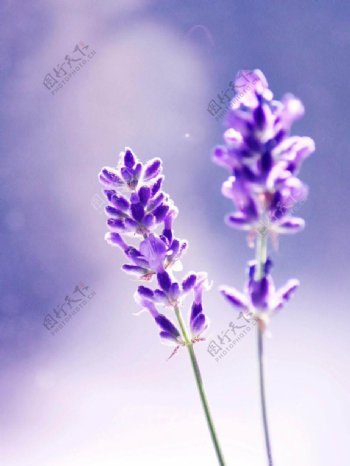 唯美自然紫色朦胧背景薰衣草
