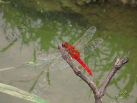 生态家园红蜻蜓图片