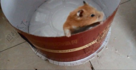 可爱的小仓鼠在圆形纸箱里找出口爬出来