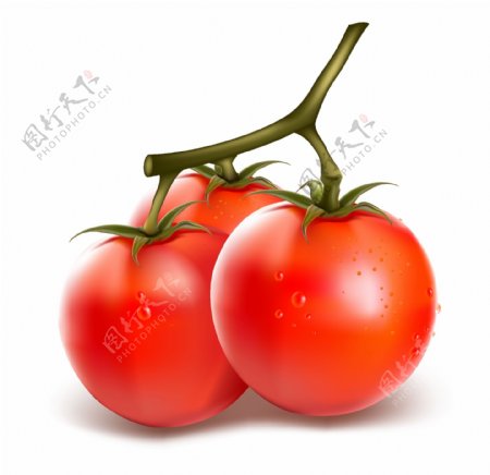 矢量西红柿矢量素材图片