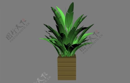 植物模型图片