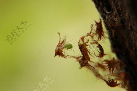 蚜虫图片