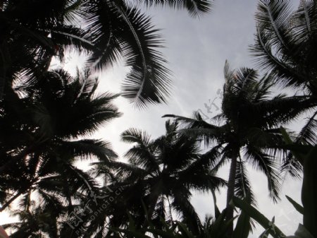 椰树剪影图片
