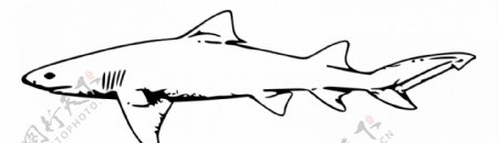 柠檬鲨矢量轮廓
