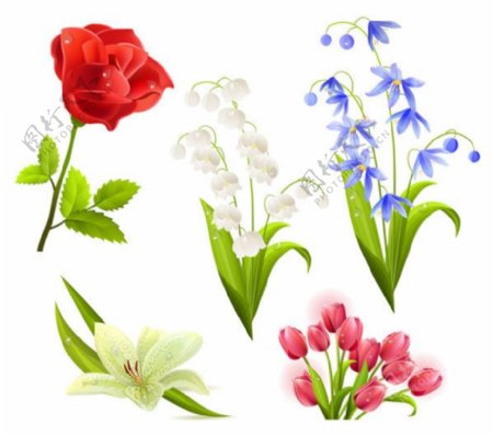 5朵漂亮的花卉矢量素材