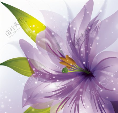 花朵紫色矢量插画卡通