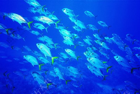 海底大海深海碧海海水礁石珊瑚海藻鱼群生物神秘广告素材大辞典