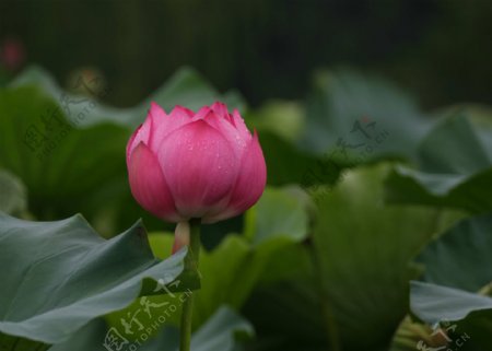 待开放的荷花摄影