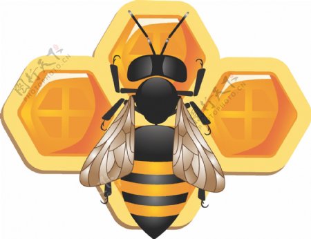 可爱的3D蜜蜂和蜂窝矢量图