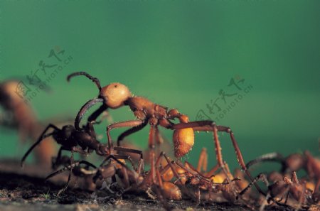 蟑螂昆虫动物动物大图