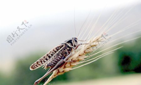 蝗虫蚂蚱与麦穗的图片