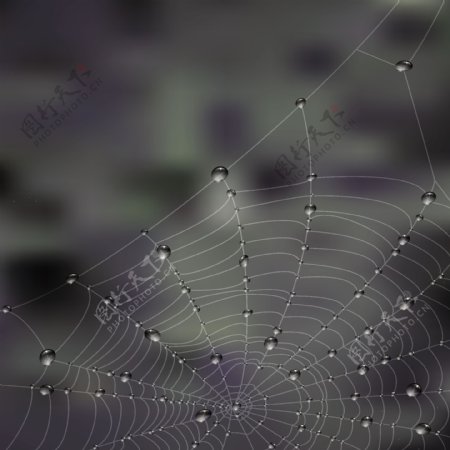 露水的蜘蛛网03矢量素材