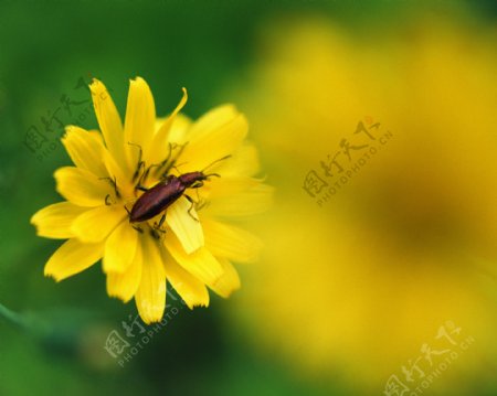 昆虫传播花粉图片