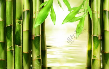 绿色竹子背景下载图片