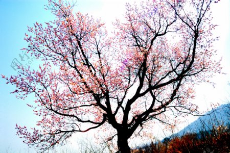 梨花树图片
