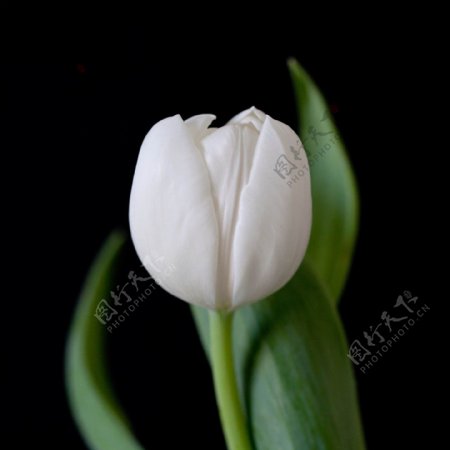 位图植物摄影写实花卉花朵郁金香免费素材
