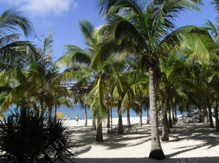 海滩椰树林图片