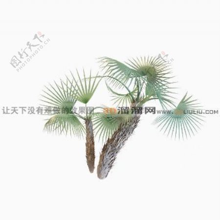 3D棕榈树模型