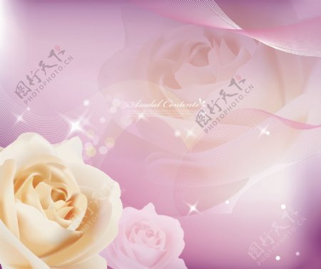 紫色背景的玫瑰花