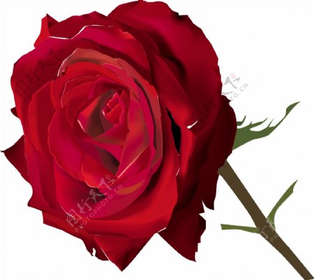 印花矢量图色彩红色花朵红玫瑰免费素材
