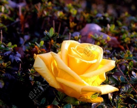 位图植物摄影写实花卉玫瑰数码照片免费素材