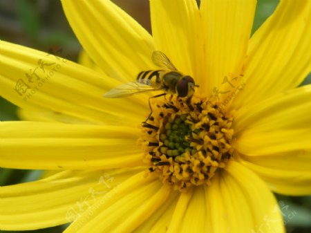 采花的蜜蜂图片
