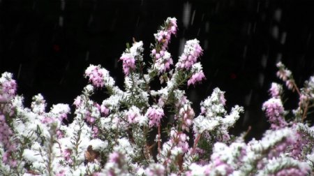 雪紫色植物股票视频