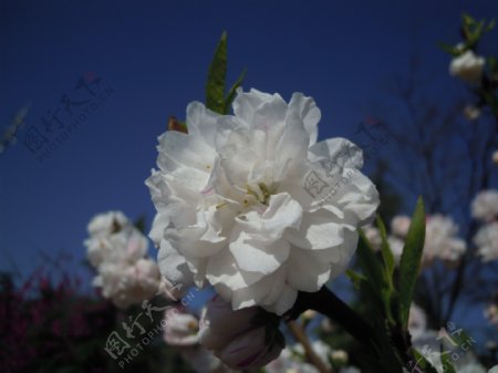 白色桃花