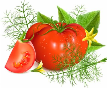 新鲜西红柿设计矢量素材