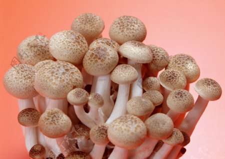 蔬菜蘑菇