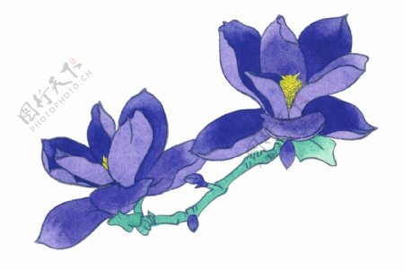 紫露兰
