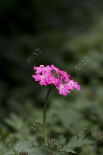 粉红色野花