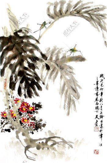 蟋蟀龟背竹图片