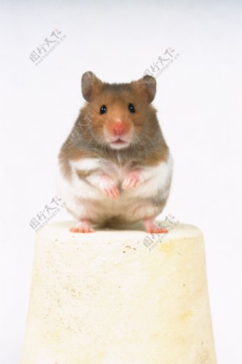 小动物宠物鼠99